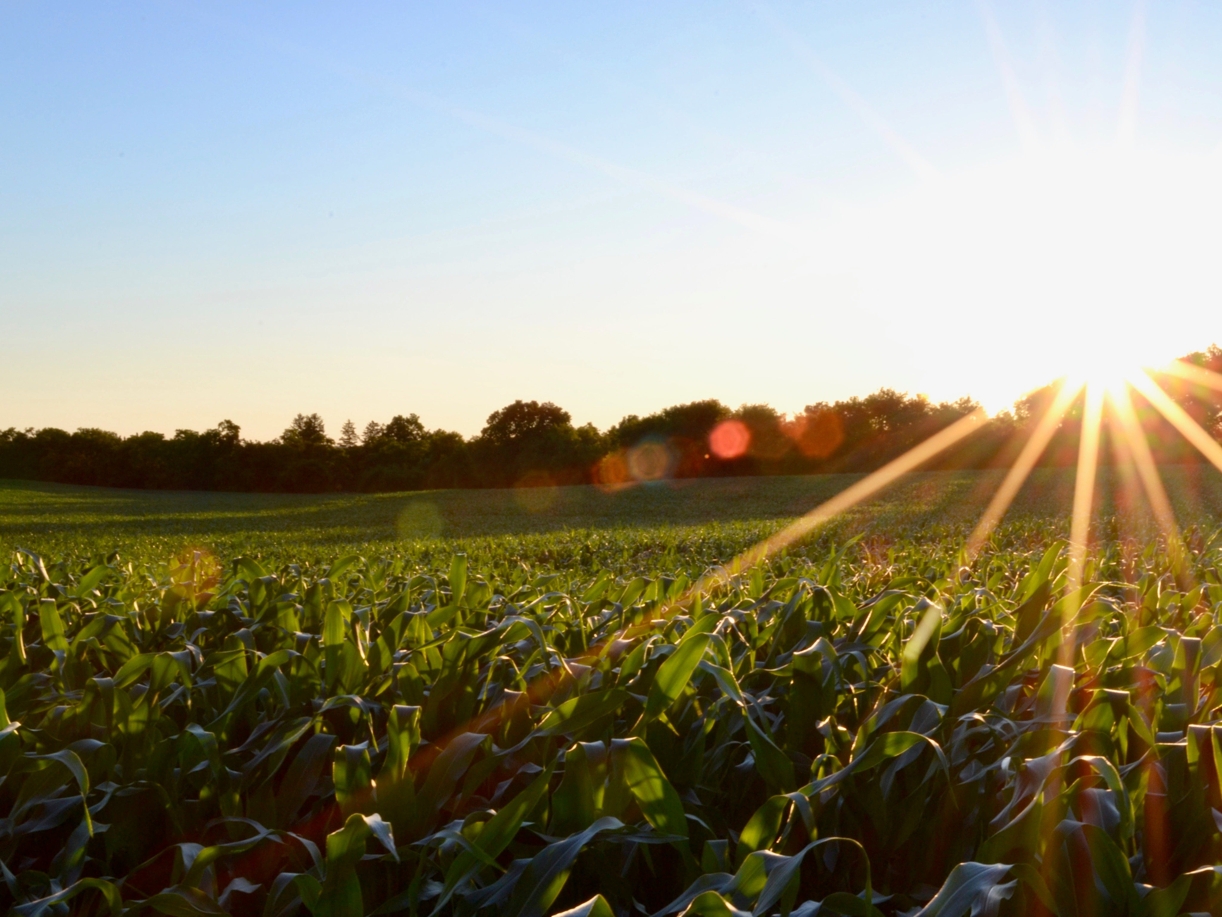 Why it's important to choose Organic for your Family