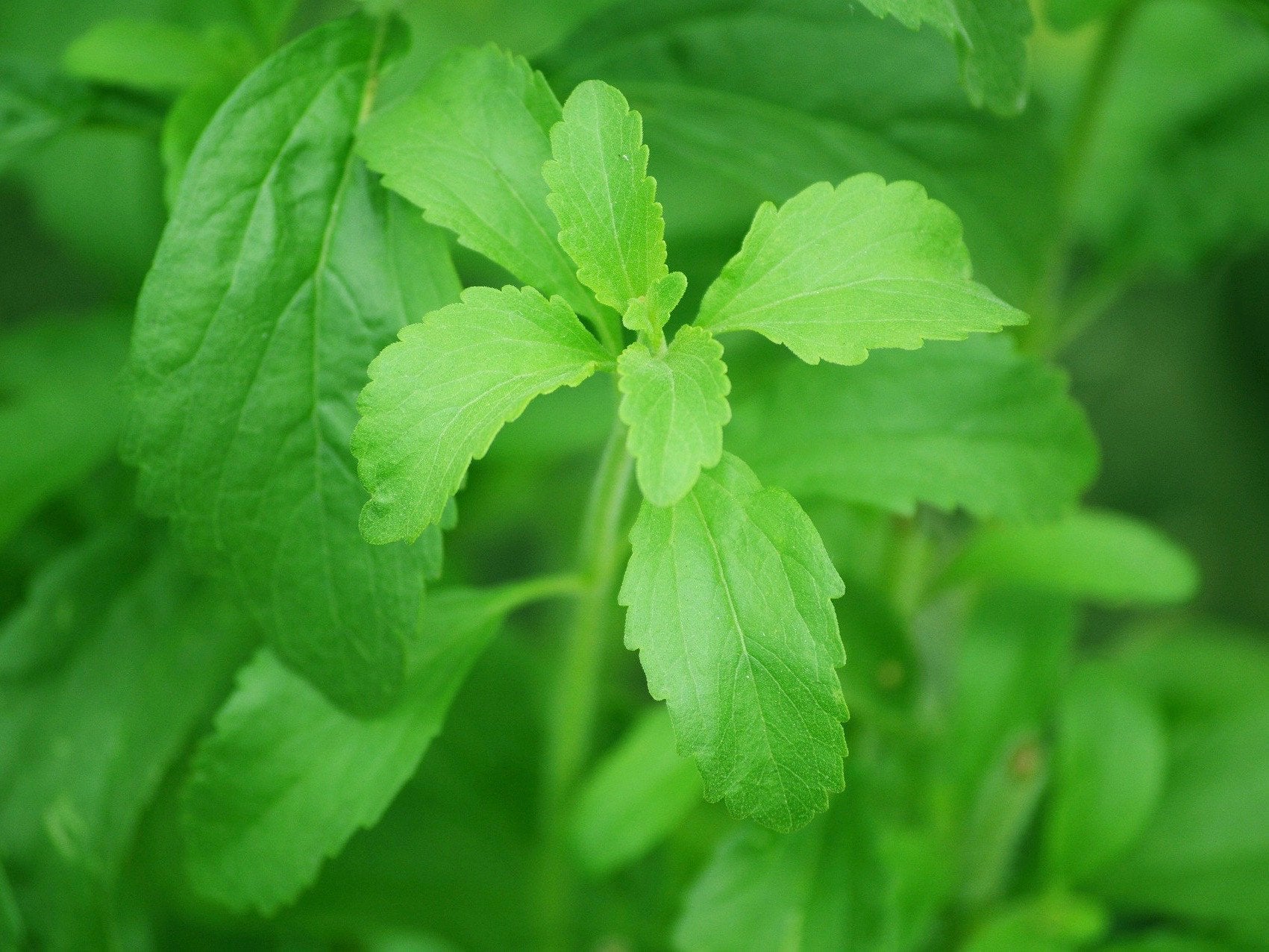 Why Choose Organic Stevia as a Natural Sweetener